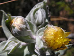 Helichrysum albilanatum
