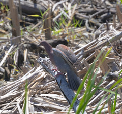 Patagioenas inornata