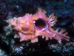 Chicoreus ingridmariae