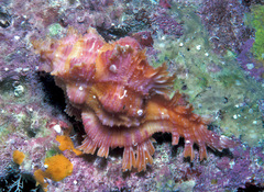 Chicoreus ingridmariae