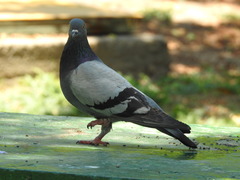 Columba livia