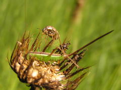 Sphaerocoris testudogrisea