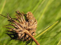 Sphaerocoris testudogrisea