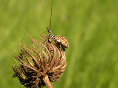 Sphaerocoris testudogrisea