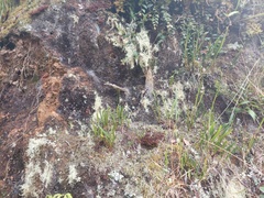 Elaphoglossum gayanum
