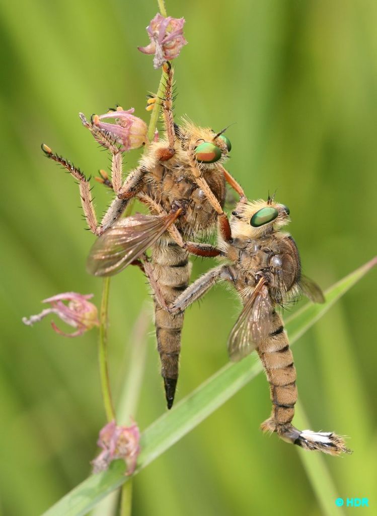 Prairie Lion Fly