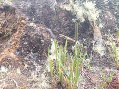 Elaphoglossum gayanum