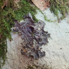 Leptogium cochleatum