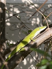 Anolis carolinensis