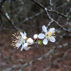 Prunus umbellata