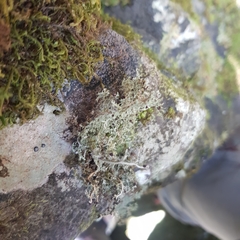 Stereocaulon dactylophyllum