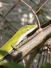 Anolis carolinensis