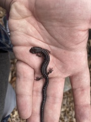 Plethodon dixi