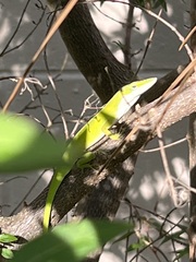 Anolis carolinensis