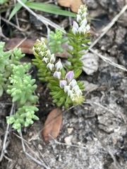 Sedum pulchellum