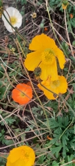 Papaver nudicaule