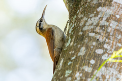 Lepidocolaptes angustirostris