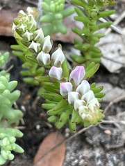 Sedum pulchellum