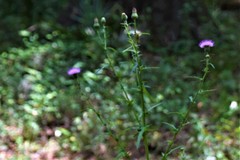 Cirsium nuttallii