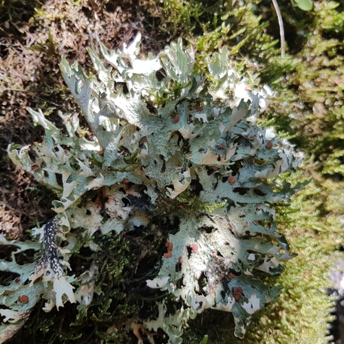 Lobaria macaronesica
