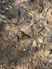 Chlosyne californica