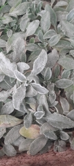 Stachys byzantina