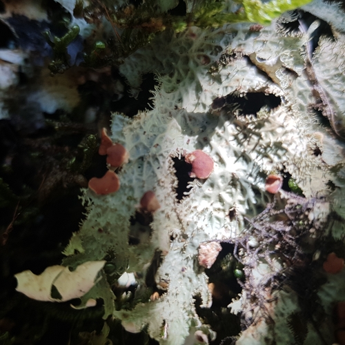 Lobaria macaronesica