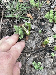 Sedum pulchellum