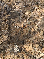 Chlosyne californica