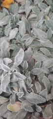 Stachys byzantina