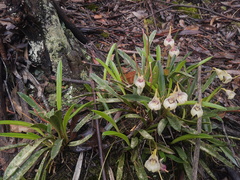 Masdevallia