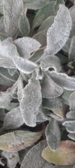 Stachys byzantina