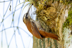 Lepidocolaptes angustirostris