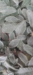 Stachys byzantina