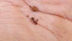 Pheidole pilifera