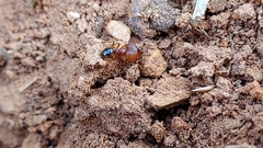 Pheidole pilifera