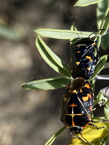 iNaturalist observation photo of Harlequin Bug