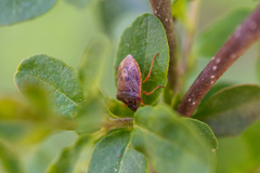 Dendrocoris humeralis