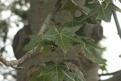 Brachychiton australis