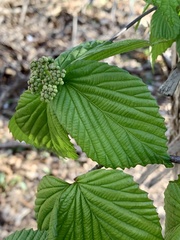 Viburnum wrightii