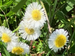 Erigeron procumbens