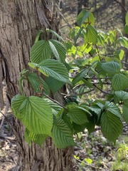 Viburnum wrightii