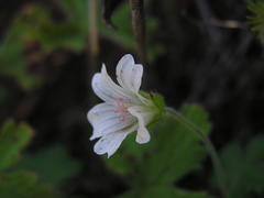 Geranium wakkerstroomianum