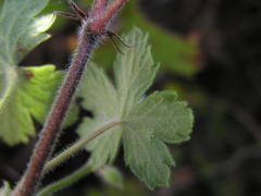 Geranium wakkerstroomianum