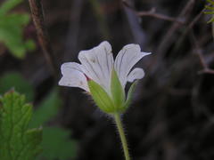 Geranium wakkerstroomianum