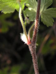 Geranium wakkerstroomianum