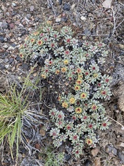 Eriogonum caespitosum