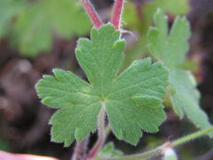 Geranium wakkerstroomianum