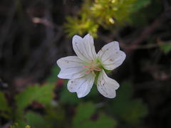 Geranium wakkerstroomianum