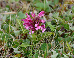 Pedicularis sudetica pacifica
